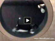 Rumpus the dog takes a turn on the HoundRound giant hamster wheel